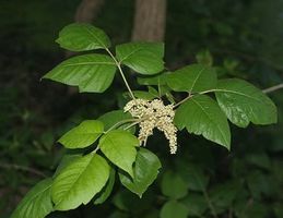 Hvordan stoppe spredningen av Poison Ivy