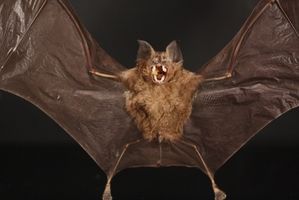 Brune Bats & Rabies