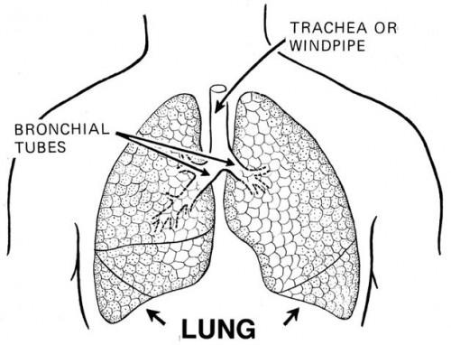 Lung Styrking Øvelser