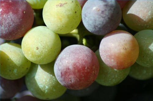 Grape Seed Vs.  Grape Skin Resveratrol