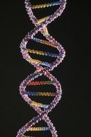 Negativer av Human Genome Project