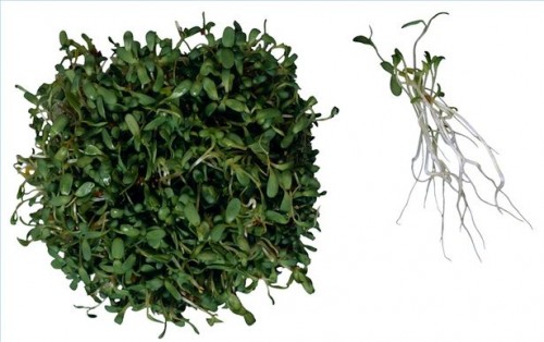 Hvordan bruke Alfalfa for Joint Health
