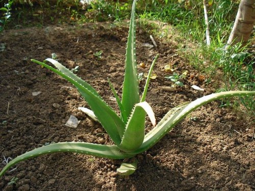 Aloe Vera Plant rettsmidler