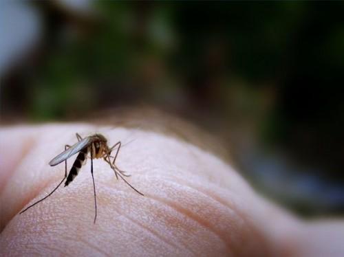 All Natural Mosquito Repellent Oppskrift Med Lemon Oil