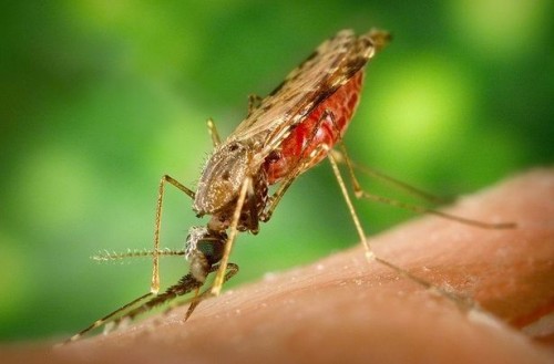 Malarone tips