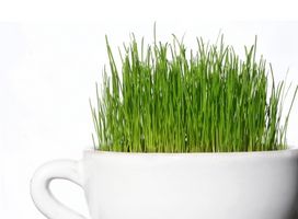 Wheatgrass for hudproblemer