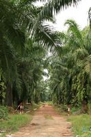 Er Organic Palm Oil bra for deg?