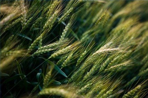Hvordan bruke Grønn Barley for Helse