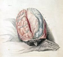 Hvilken del av hjernen påvirkes av depresjon?