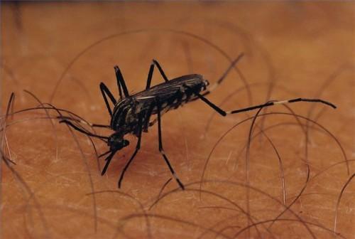 Hvordan velge mellom Mosquito Repellents