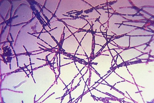 Hvilken del av Human Body Does Anthrax Infect?