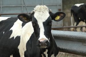 Cow Protein Allergi
