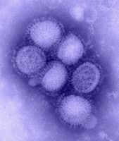 Hvordan virker Influensa Repliker?