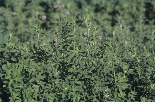 Hvordan Chew Alfalfa Leaves å behandle kroppslukt