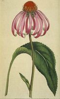Hva er Echinacea Purpurea?