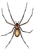 Hvordan gjenkjenne en brun eneboer edderkopp