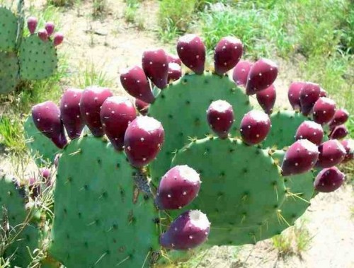 Nopal Cactus Helse Fordeler