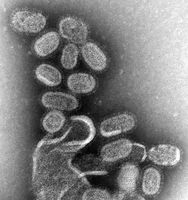 Hvor lenge varer den Flu Virus Sist på overflater?