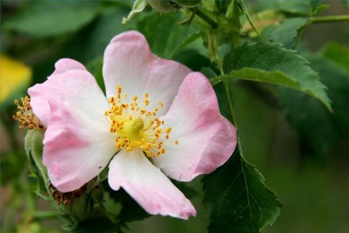 Mat for Rose Herbal Detox