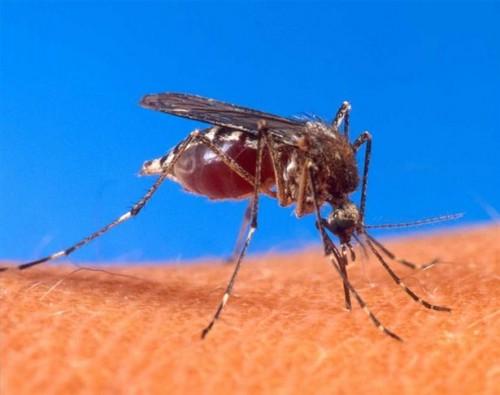 Hvordan unngå Dengue Fever
