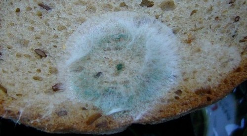 Mold på hvete brød vs White Bread
